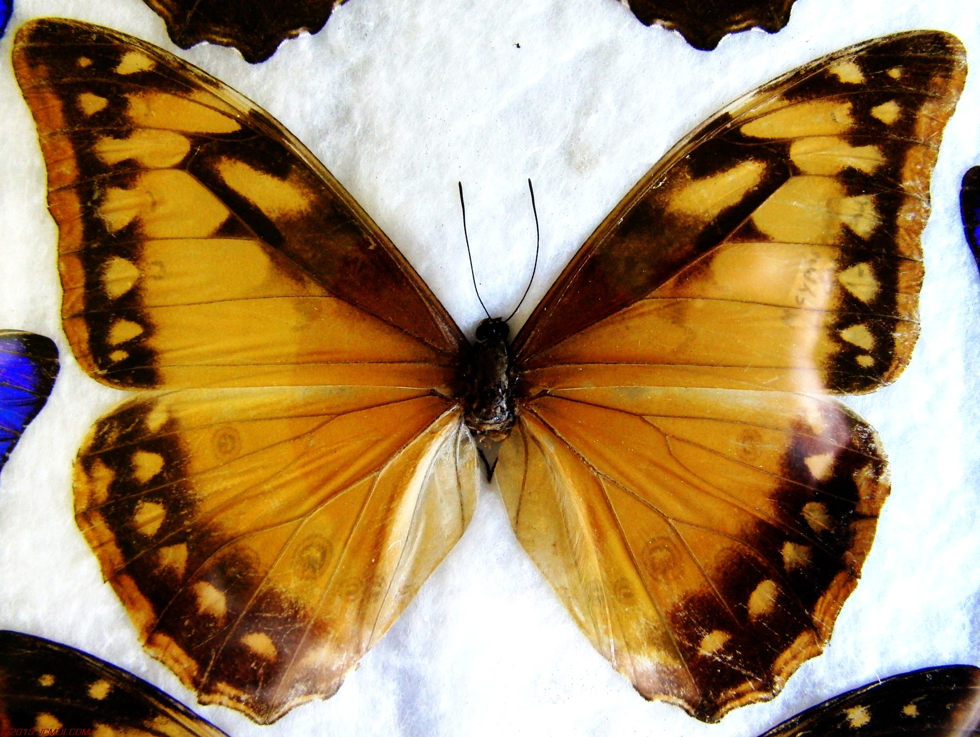 Morpho cypris
